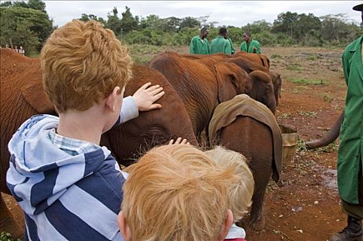 肯尼亚,内罗毕,男孩,宠物,一个,孤儿动物,大象,动物收容院
