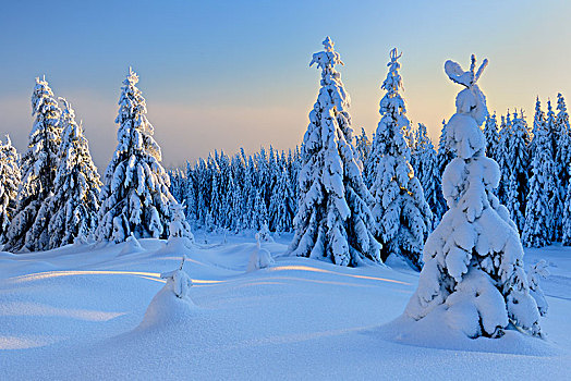 雪,冬季风景,哈尔茨山,国家公园,积雪,云杉,夜光,萨克森安哈尔特,德国,欧洲