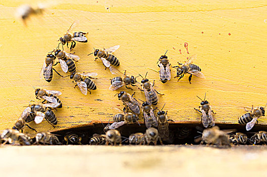 蜜蜂,蜂巢