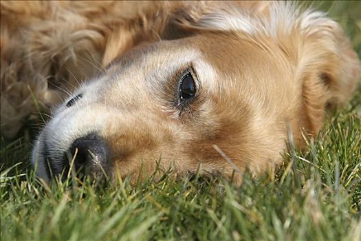 金毛猎犬,母狗,躺着,草地