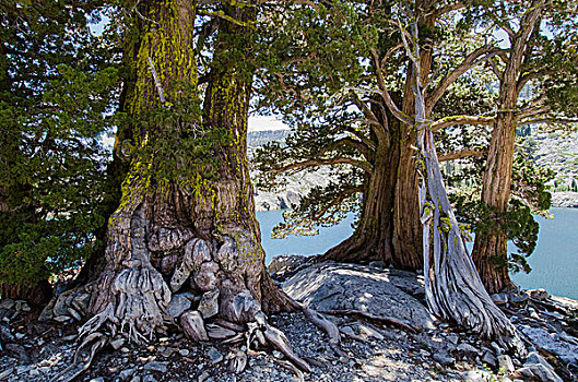 桧属植物,树,湖,荒凉,荒野,国家森林,靠近,太浩湖,加利福尼亚