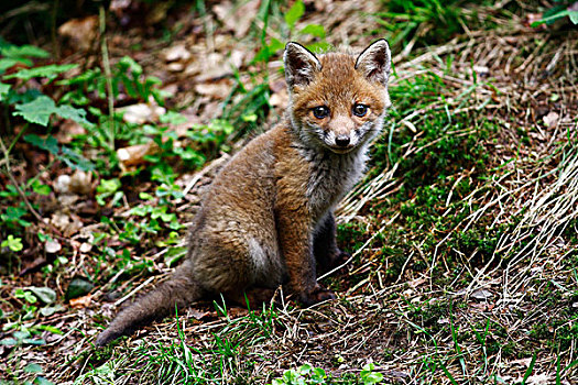红色,狐狸,幼兽,坐,苔藓,地面,树林