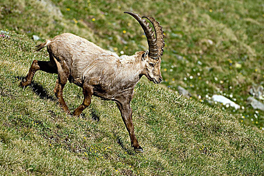 阿尔卑斯野山羊,羱羊,海里根布鲁特,上陶恩山国家公园,奥地利