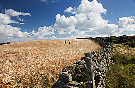 刺铁丝网,建造,石头,栅栏,边缘,土地,诺森伯兰郡,英格兰