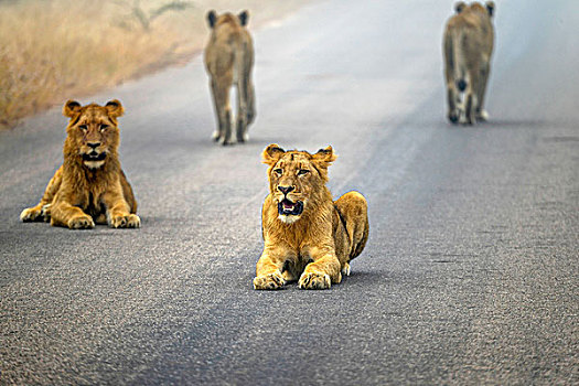 狮子,柏油路,道路,克鲁格国家公园,南非,非洲