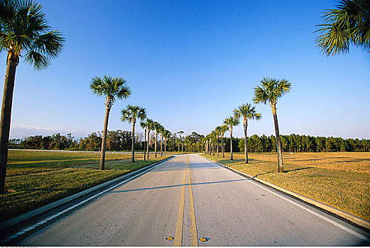 公路,排列,棕榈树,佛罗里达,美国