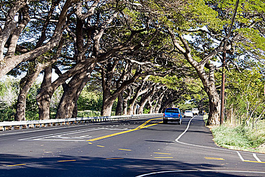 隧道,猴子,树,公路,靠近,拉海纳,毛伊岛,夏威夷