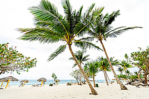 棕榈海滩,干盐湖,奥尔金省,古巴