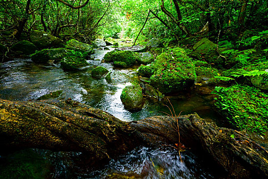 树林,岛屿,冲绳,日本