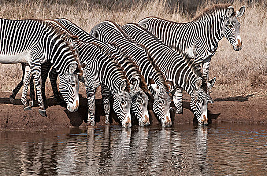 斑马,细纹斑马,群,喝,莱瓦野生动物保护区,肯尼亚