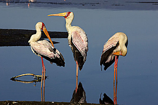 黄色,鸟嘴,鹳,鹮鹳属,朱鹭,纳库鲁湖,肯尼亚