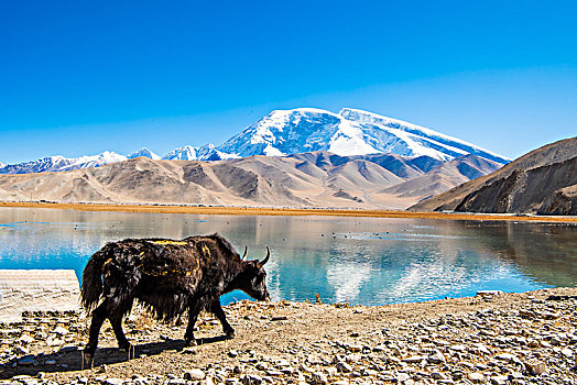 新疆,雪山,蓝天,湖,倒影,牦牛