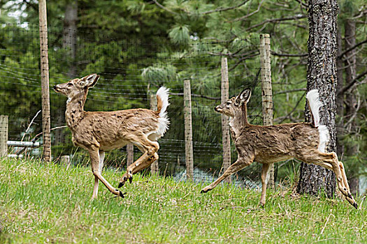 两个,白色,尾部,鹿,跑,向上,山,北方,爱达荷