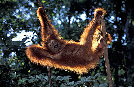 婆罗洲,国家公园,猩猩,黑猩猩,幼小,伸展,枝条