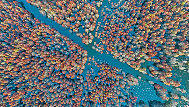 中国安徽红杉林风景