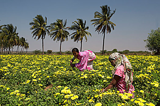 印度,花,种植园