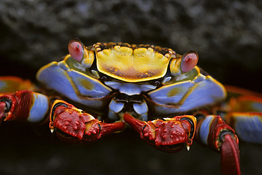 厄瓜多尔,加拉帕戈斯群岛,螃蟹,特写,方蟹