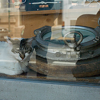 猫,向外看,窗,瓦尔帕莱索,智利