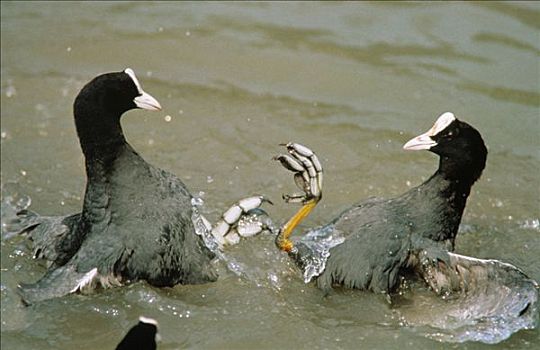黑鸭,骨顶鸡,两个,争斗,水中,欧洲