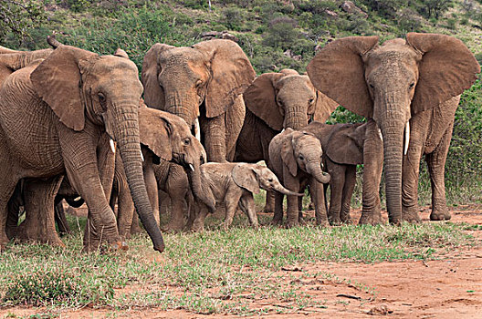 非洲象,牧群,防护,幼兽,研究中心,肯尼亚