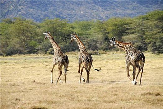 三个,长颈鹿,驰骋,大草原,国家公园,坦桑尼亚