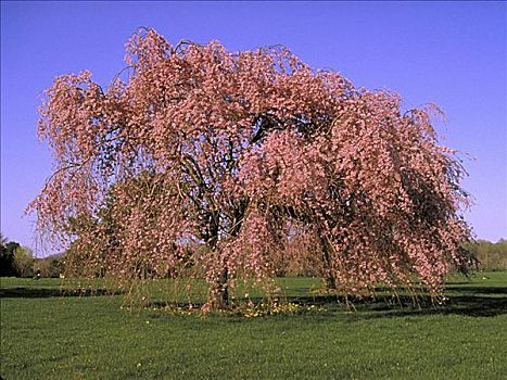 花,地点