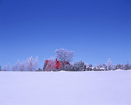 雪原,红色,屋顶