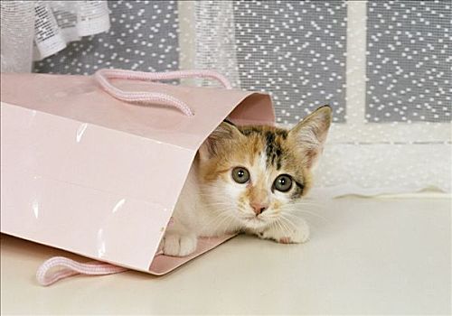 猫,隐藏,粉色,礼包