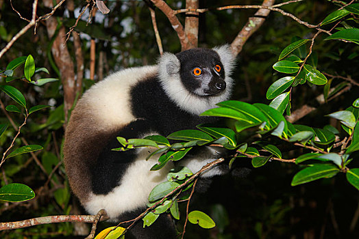 黑白,狐猴,树上,幼小,东北方,马达加斯加,非洲
