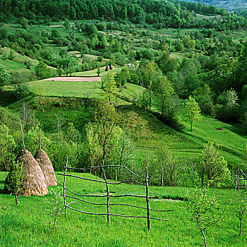 田园,风景,锥形,干草堆,马拉穆列什,罗马尼亚,五月,2004年