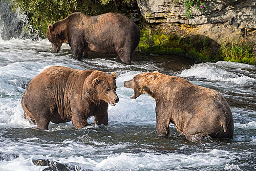 三个,棕熊,河,溪流,秋天,布鲁克斯河,卡特麦国家公园,阿拉斯加,美国,北美