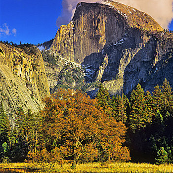 树,树林,半圆顶,优胜美地山谷,优胜美地国家公园,加利福尼亚,美国