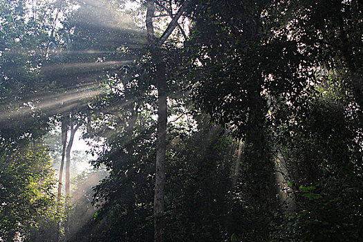 雨林,室内,道路,国家公园,苏门答腊岛,印度尼西亚
