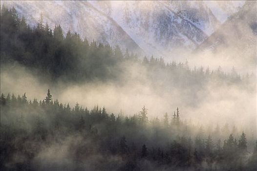 雾,成熟林,树林,河,荒野,阿拉斯加