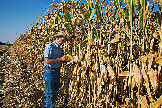 农业,农民,检查,品质,耳,成熟,谷物,玉米,收获地,东南部,密苏里,美国