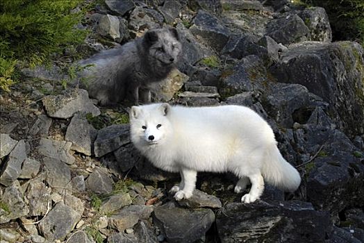 北极狐,动物园,德国,欧洲
