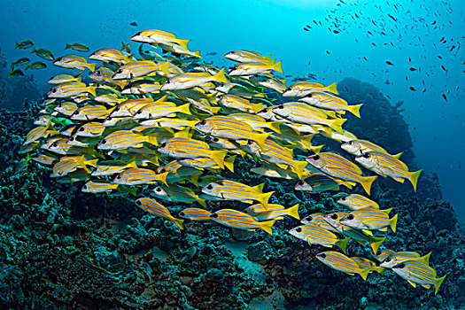 鱼群,鲷鱼,正面,珊瑚礁,印度洋,南马累环礁,马尔代夫,亚洲
