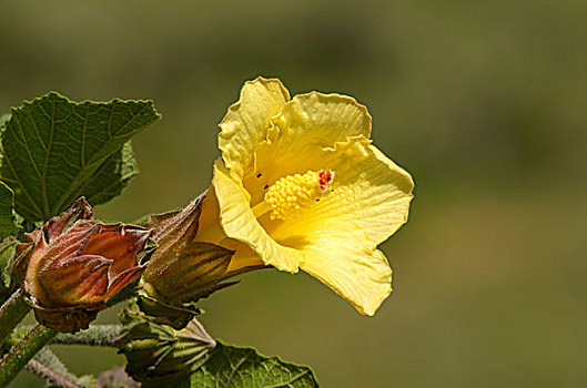 花,锦葵属植物,锦葵科,国家公园,圣荷塞,省,哥斯达黎加,北美