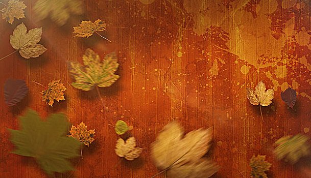 合成效果,图像,秋叶,褐色,涂绘,表面