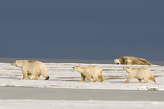 北极熊,母熊,幼兽,走,雪盖,海滩,大,公猪,背景,岛屿,区域,北极圈,国家野生动植物保护区,阿拉斯加