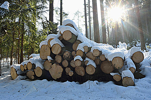 树,挪威针杉,欧洲云杉,树林,晴天,冬天,普拉蒂纳特,巴伐利亚,德国