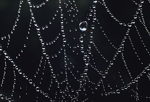 蜘蛛网,遮盖,露珠,澳大利亚