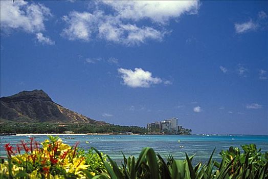 夏威夷,瓦胡岛,怀基基海滩,钻石海岬,黄色,绿叶,前景
