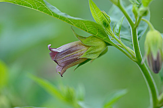 黑色,花