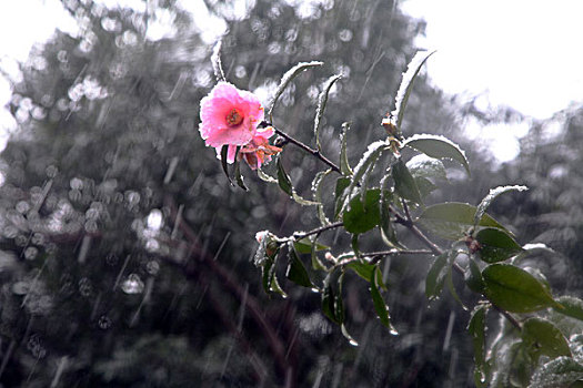 茶花,山茶花,红花,雨雪,娇艳,植物,花卉