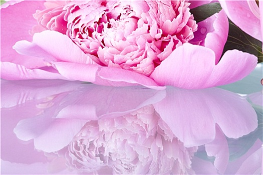 粉色,玫瑰,隔绝,白色背景