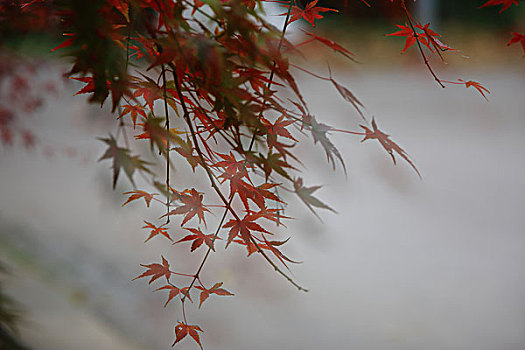 南京中山植物园