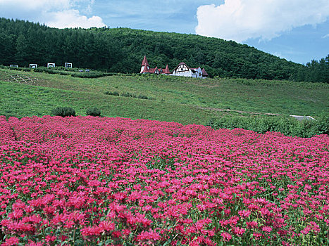 香草园,芳香