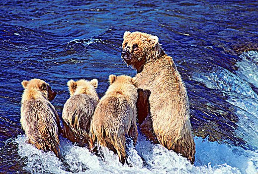 母兽,棕熊,一岁,幼兽,捕鱼,三文鱼,河流,沿岸,阿拉斯加