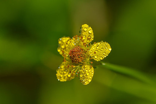 丁香,雨